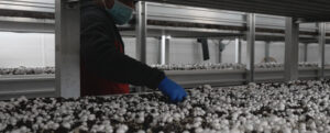 cascade natural gas helps ostrom mushroom farms grow greener